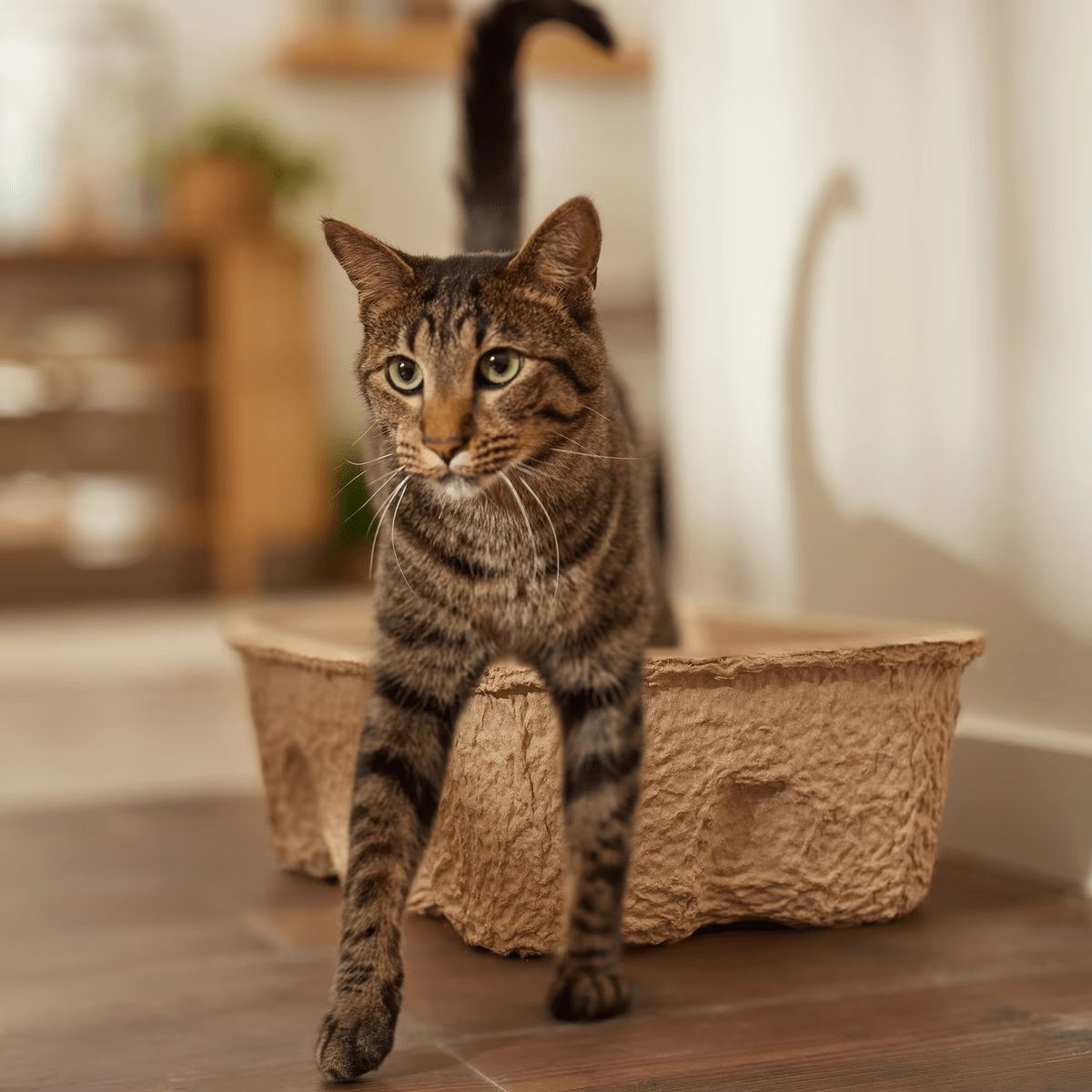 Frisco High-Sided Heavy-Duty Disposable Litter Box