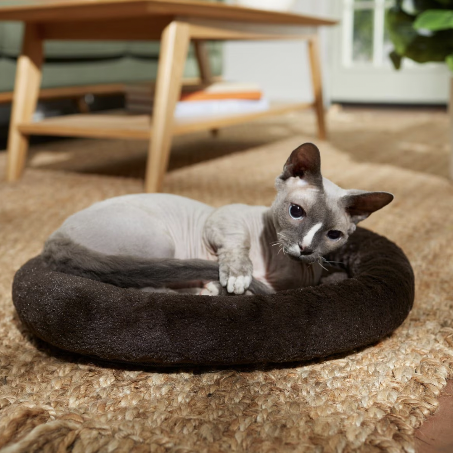 Frisco Self-Warming Bolster Kitten Bed