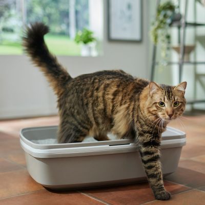Frisco Sifting Cat Litter Box
