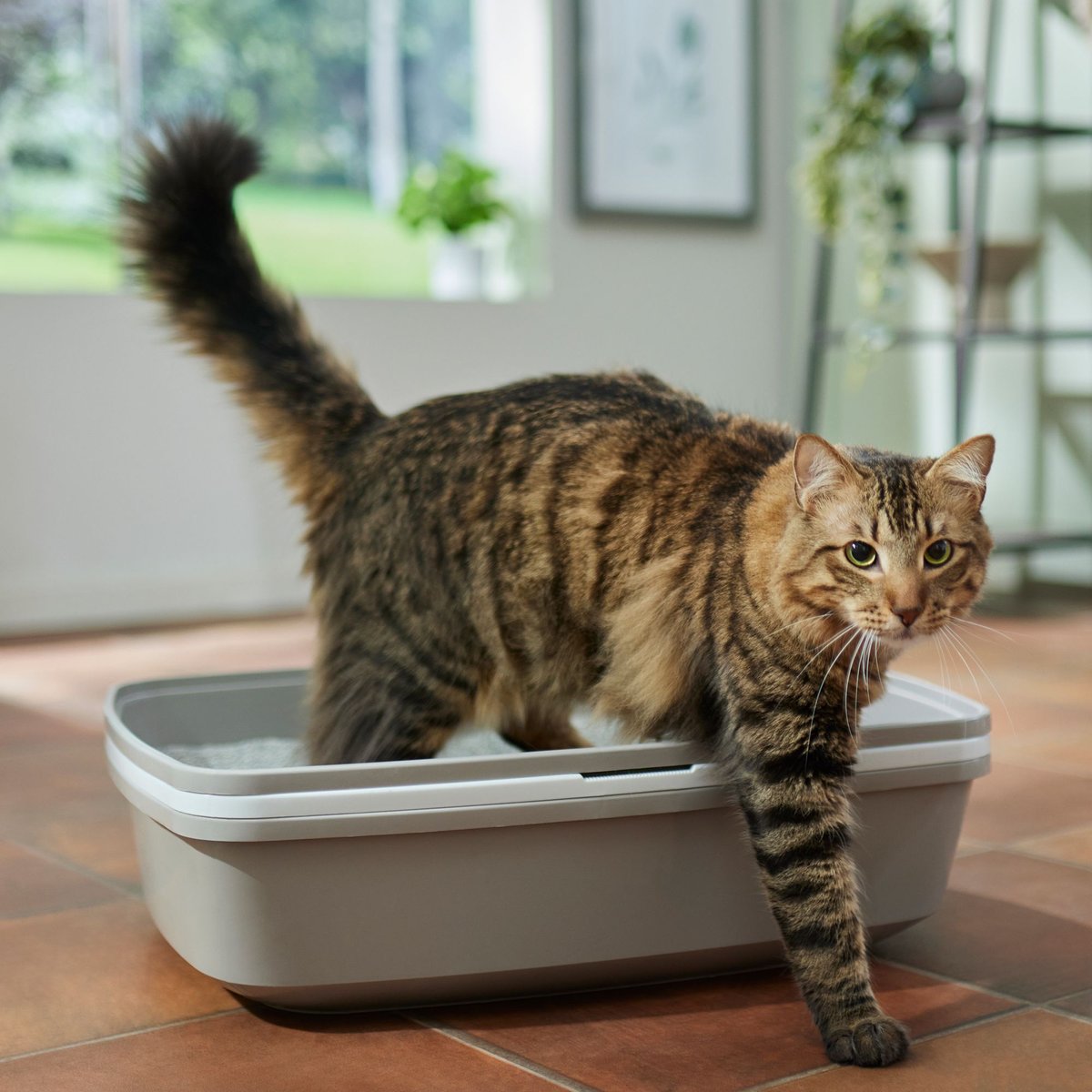 Frisco Sifting Cat Litter Box