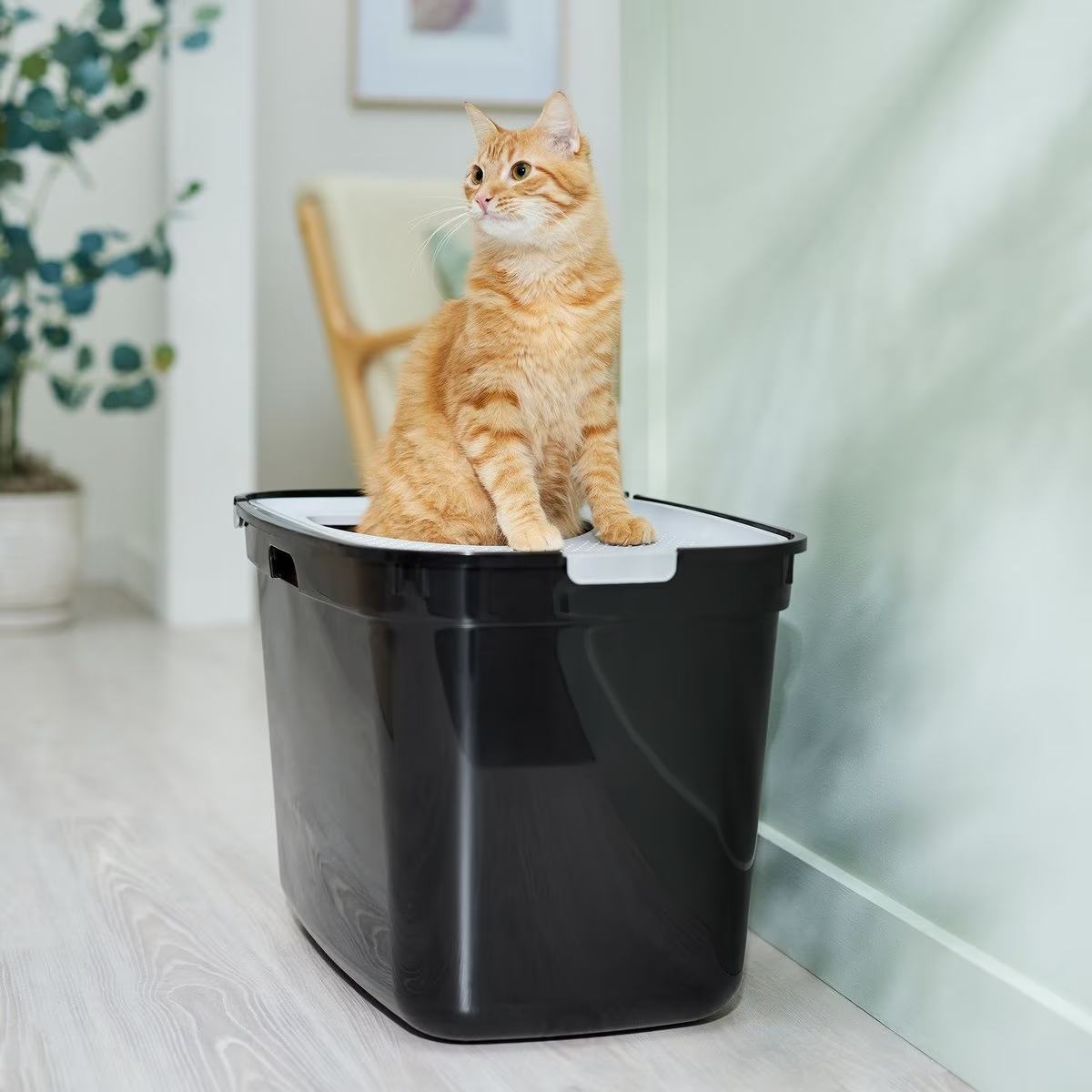 Frisco Top Entry Cat Litter Box, Extra Large New