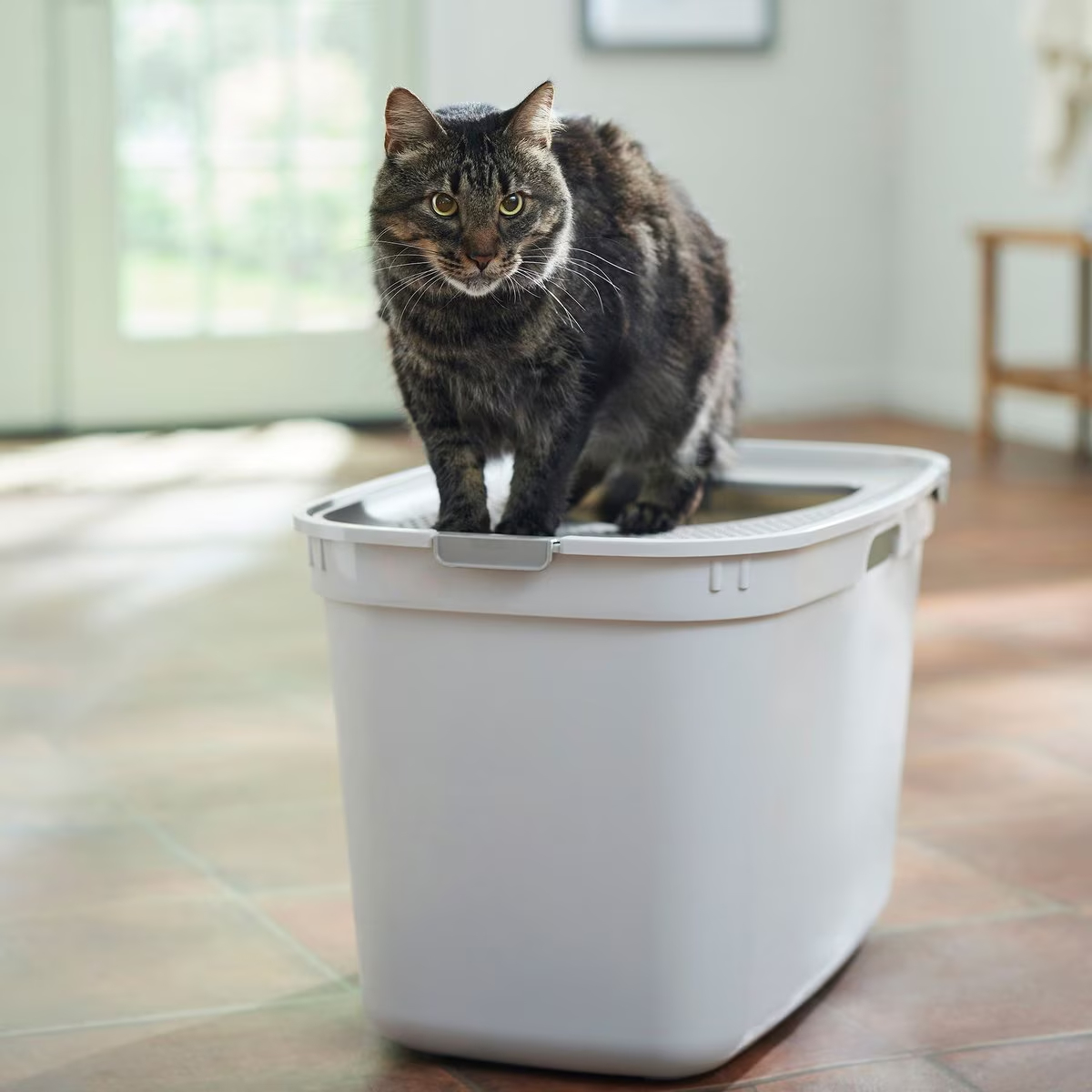 Frisco Top Entry Cat Litter Box New