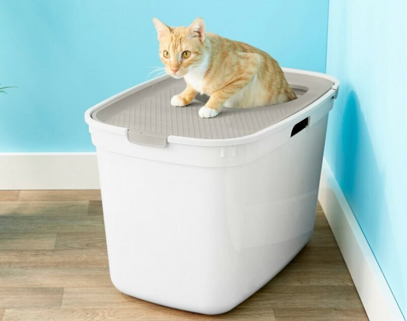 8 Best TopEntry Litter Boxes in 2024 Reviews & Top Picks Catster