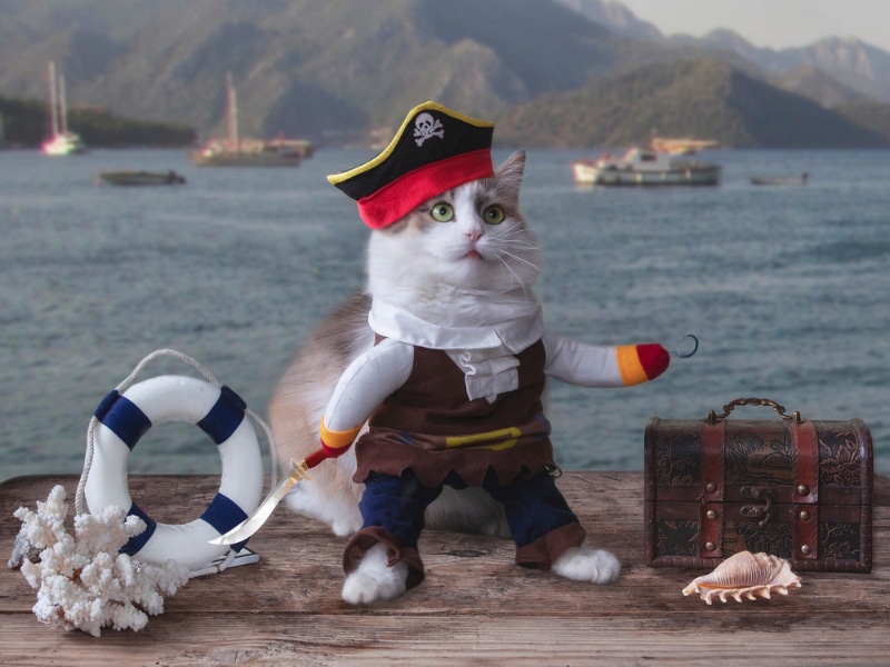 Funny cat in a puppet costume of a pirate on the pier
