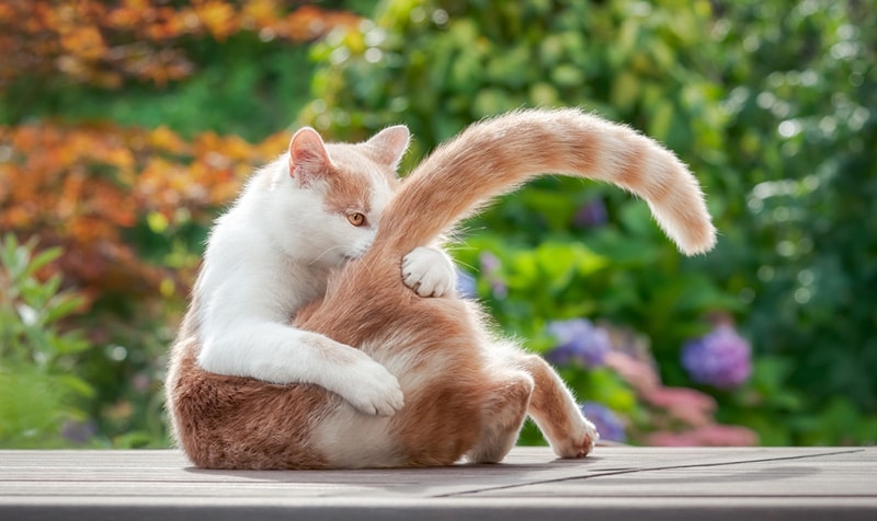 Funny cat licking playfully its fur on the tail