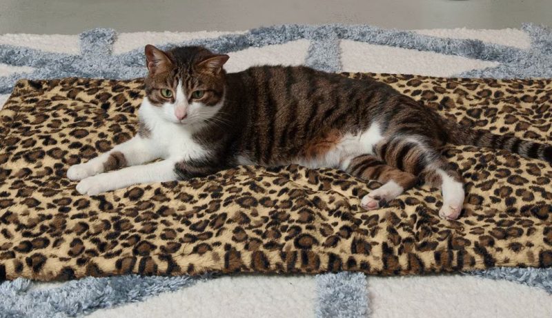 FurHaven ThermaNAP Faux Fur Self-Warming Cat Mat 2024