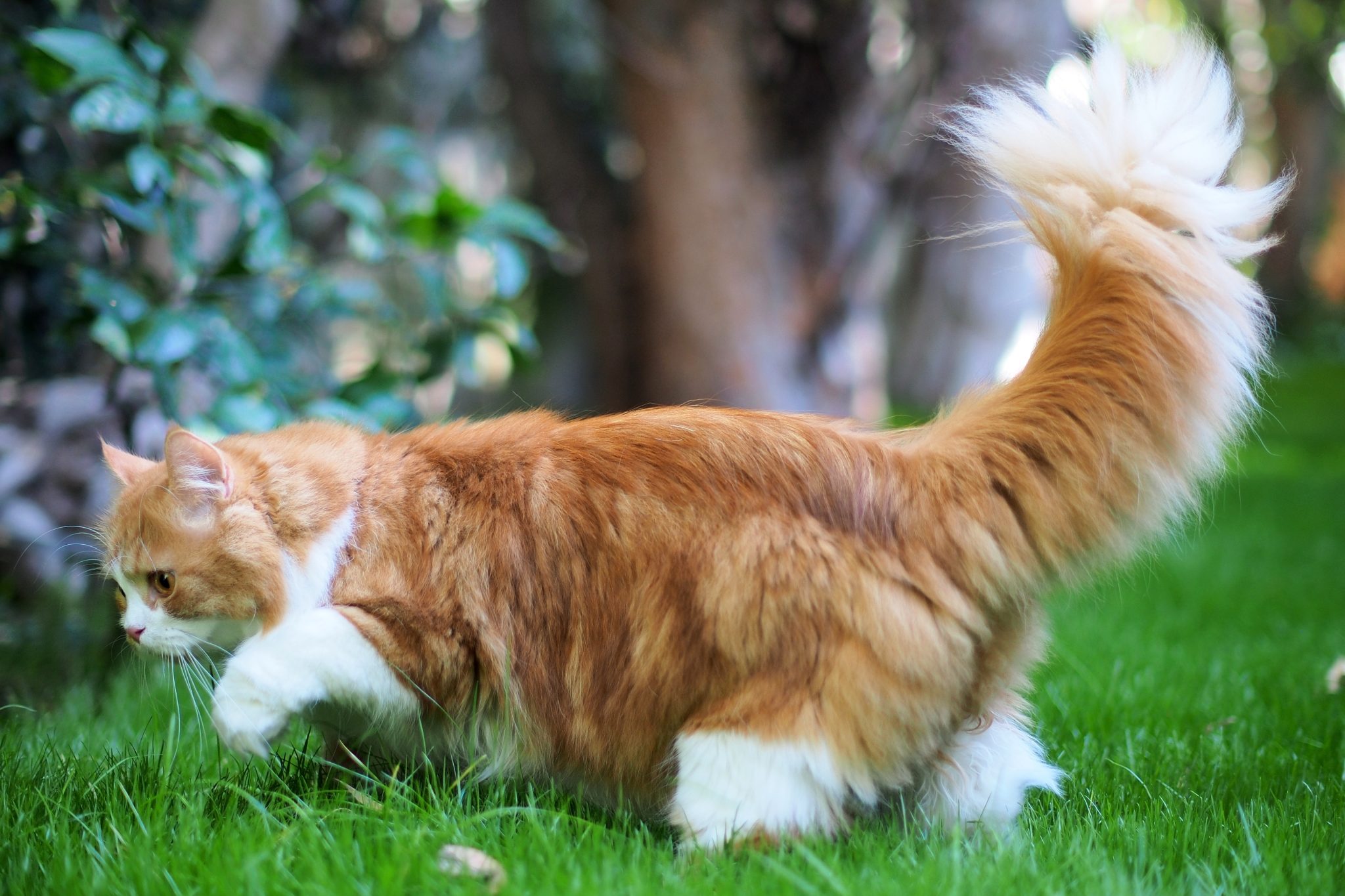 Furry Bi Color Orange Long Haired Doll Face Traditional Persian Cat Walking through Green Grass with Tail Up