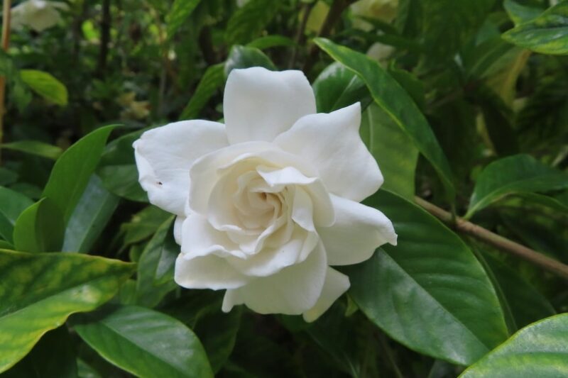 Gardenias Poisonous