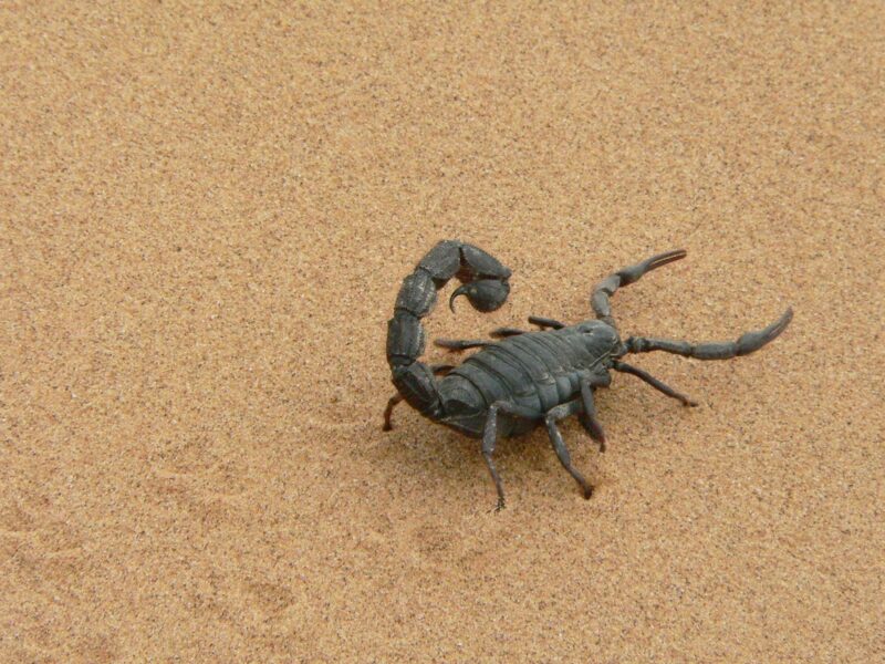 Giant Scorpio