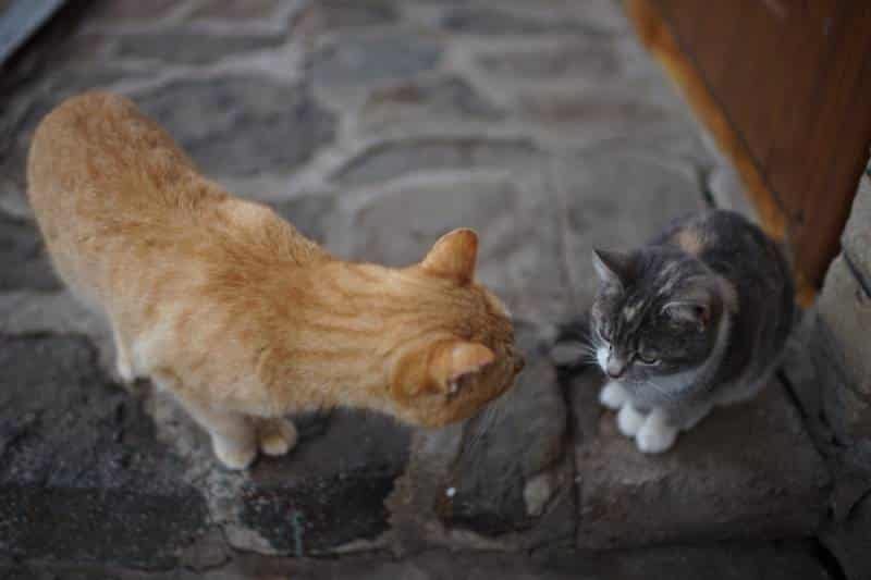 Ginger cat and young grey kitty kitten