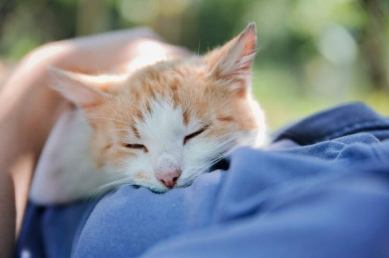 Ginger cat is sleeping on the woman's chest