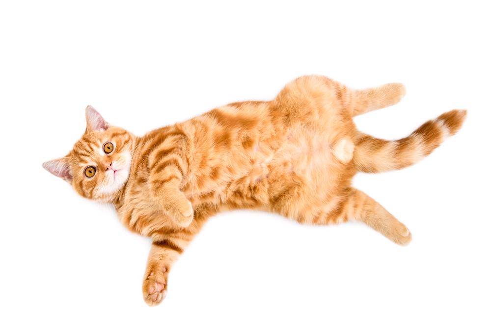 Ginger cat lying on its back