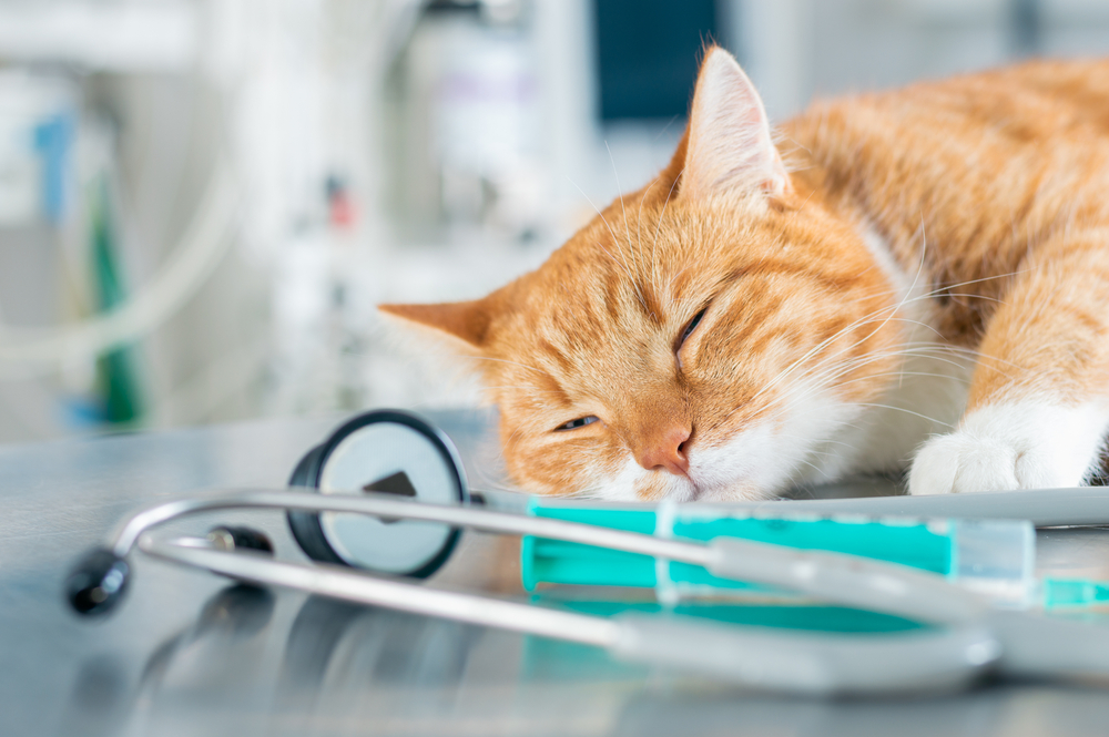 Ginger cat on vet's table with syringe and other paraphernalia