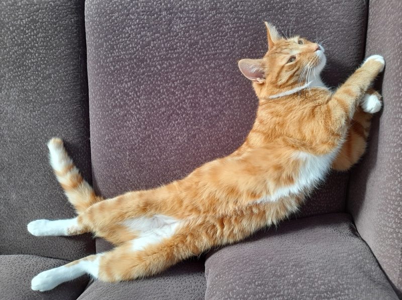 Do Male Cats Have Nipples? VetReviewed Feline Anatomy Facts Catster