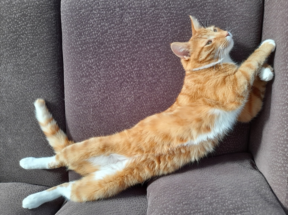 Ginger cat playing on sofa