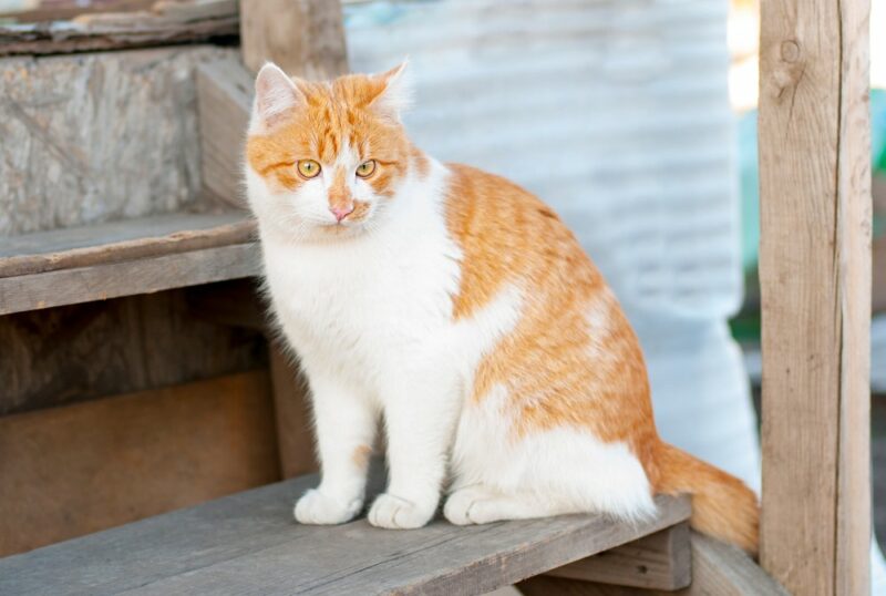 Ginger cat sitting on wooden steps