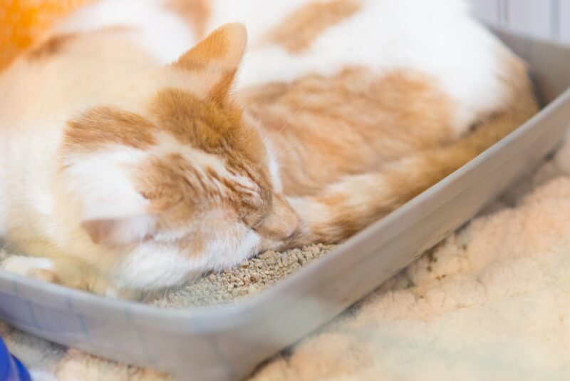 Ginger cat sleeping in litter box