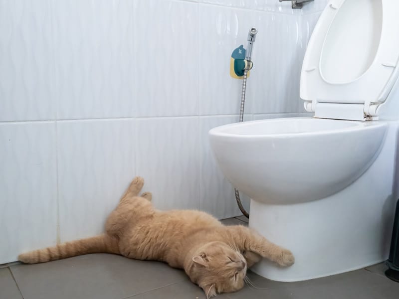 Ginger cat sleeping in the bathroom touching toilet bowl