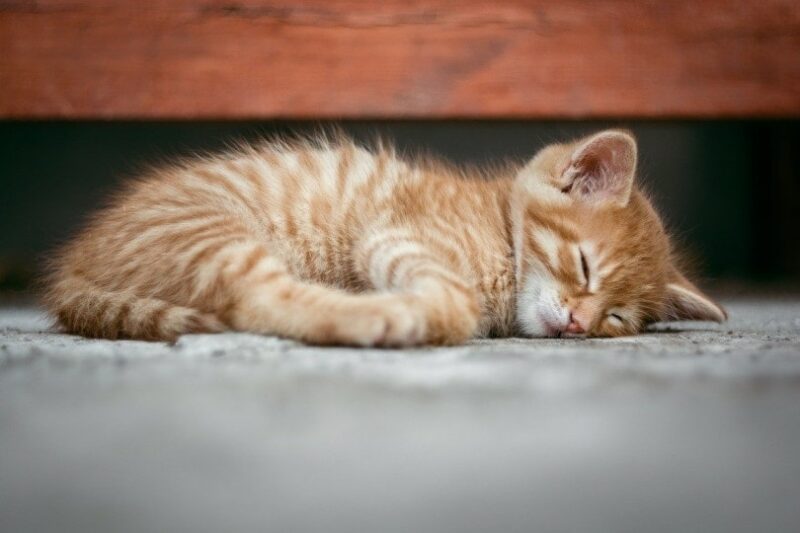 Ginger kitten sound asleep outside on the ground
