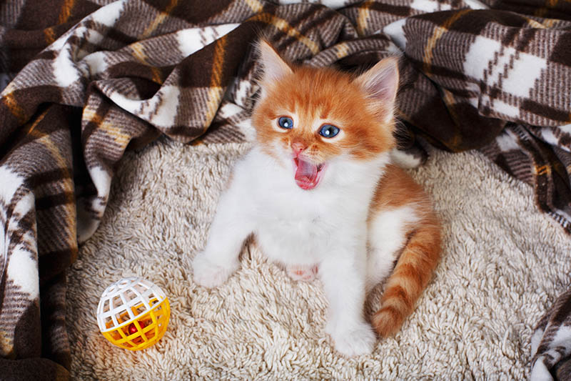 Ginger kitten with white chest
