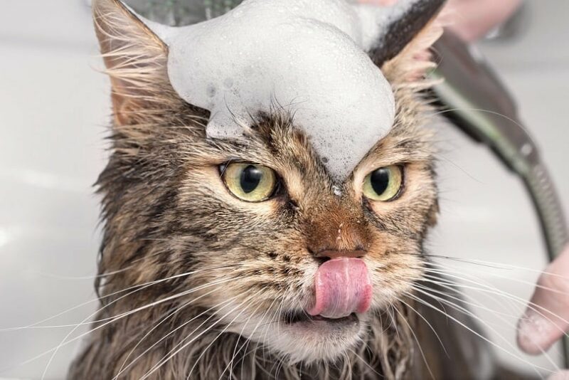 Girl washes cat in the bath