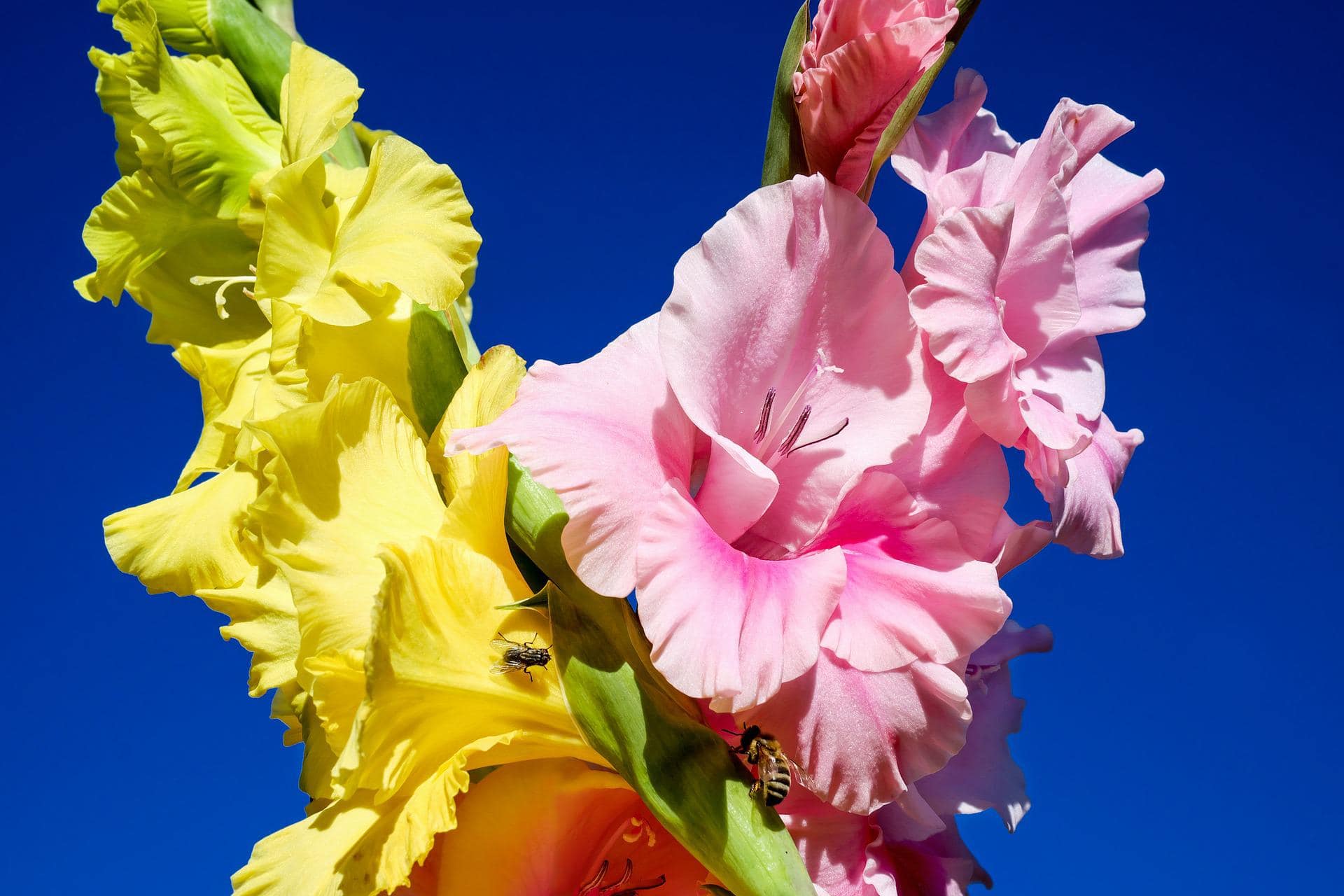 Is Gladiolus Poisonous to Cats? Vet Reviewed Advice Catster
