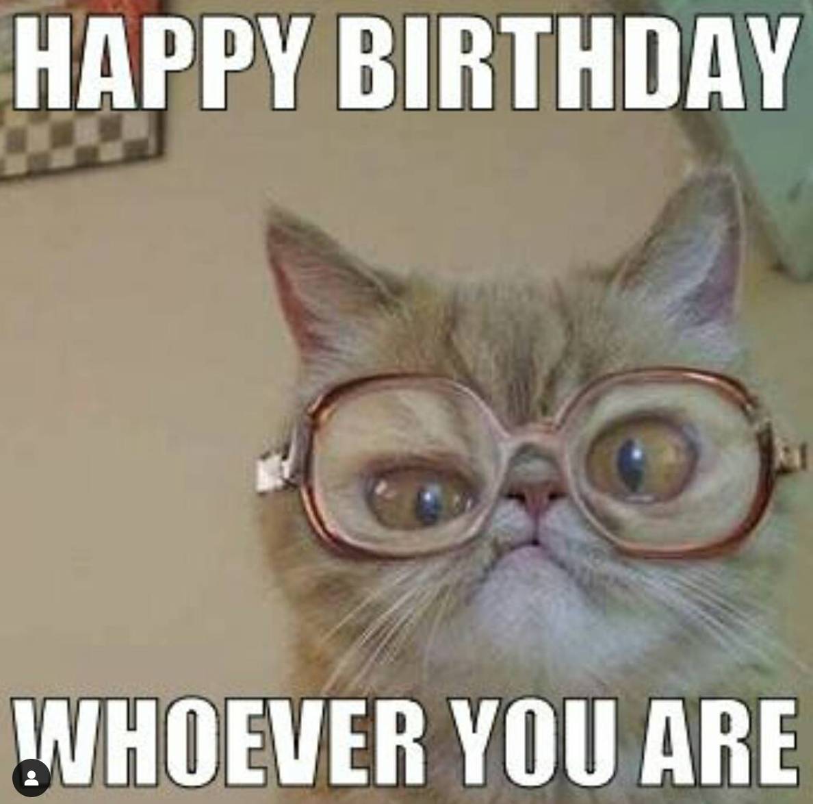Glasses Cat