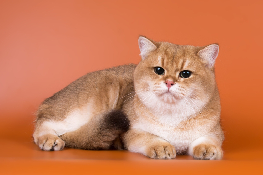 Golden-british-shorthair-kitten-in-orange-background