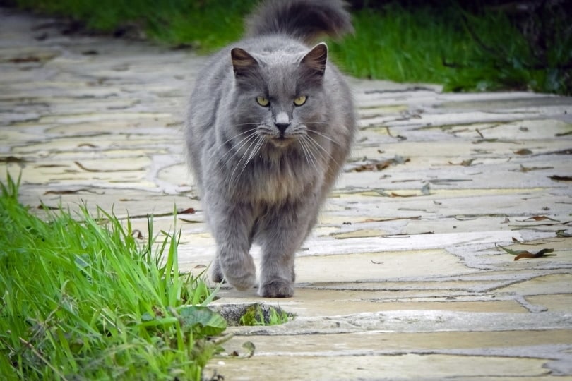 Gray cat following person with camera