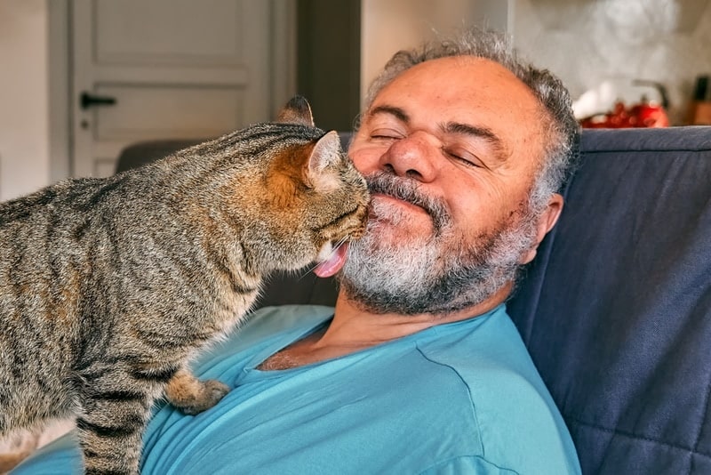 Gray cat licking owners face