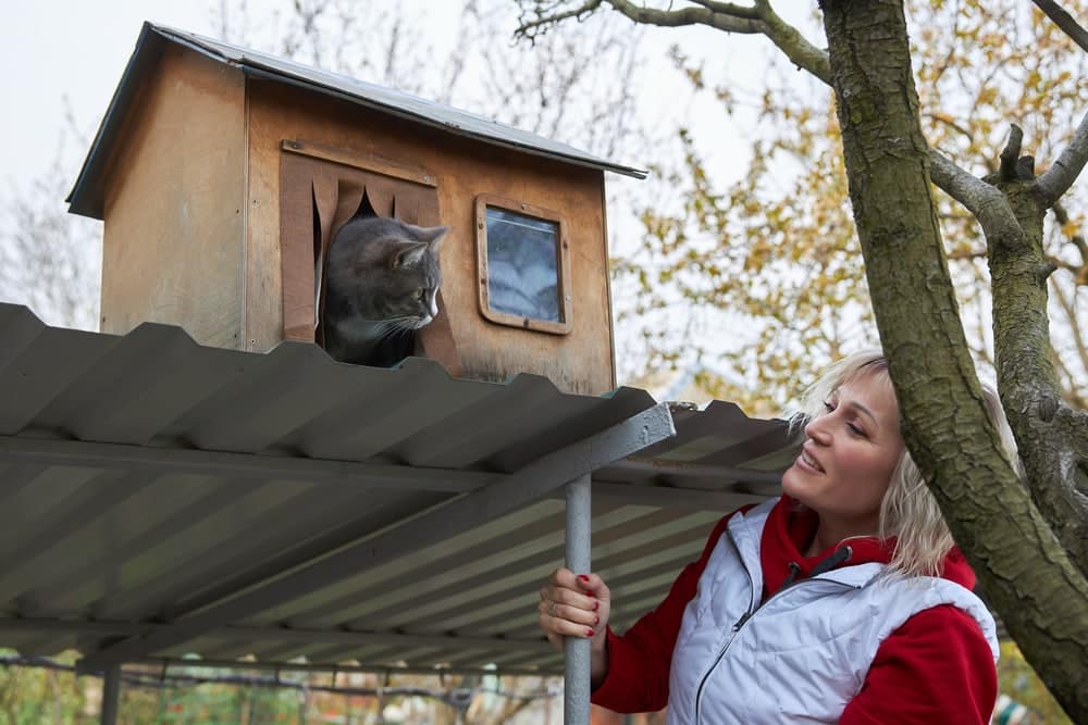Gray cat looks from its wooden house
