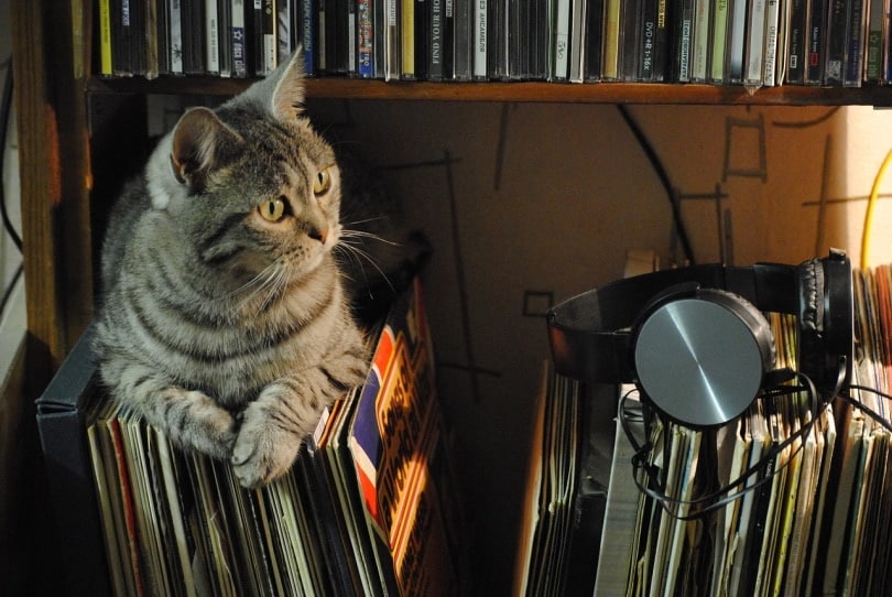 Gray cat sitting on old music records