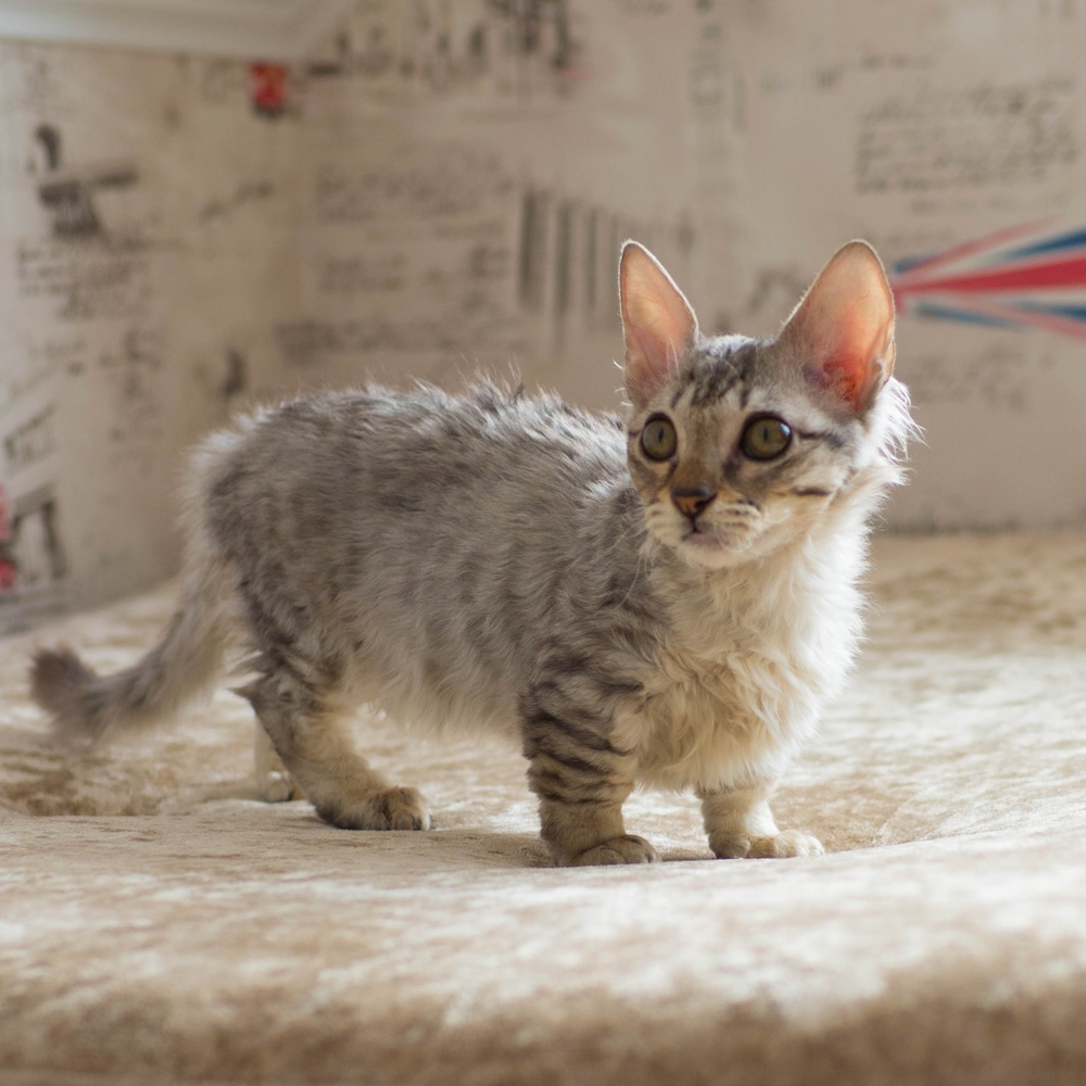 Gray curly Munchkin lambkin