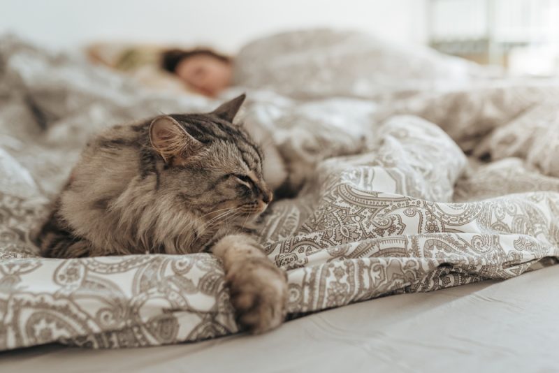 Sleeping,Domestic,Gray,Fluffy,Cat,On,Bed,,Against,Blurred,Background