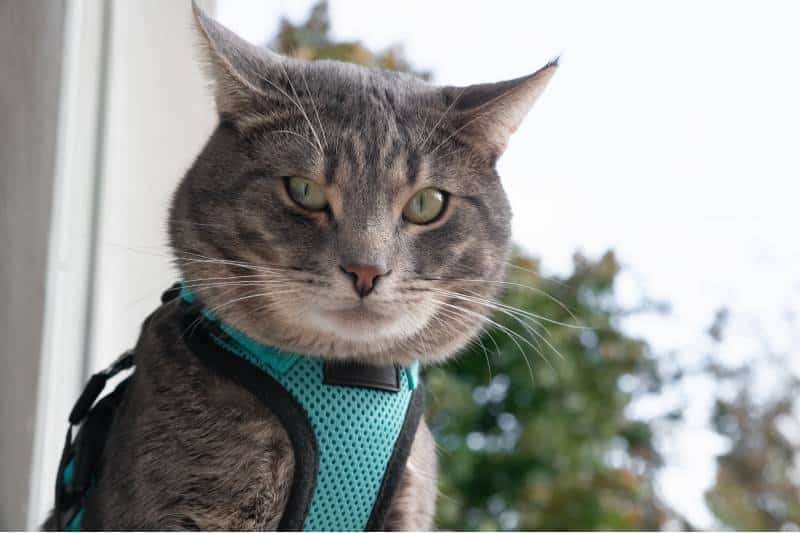 Gray striped cat sits dressed in a harness and looks displeased at the camera