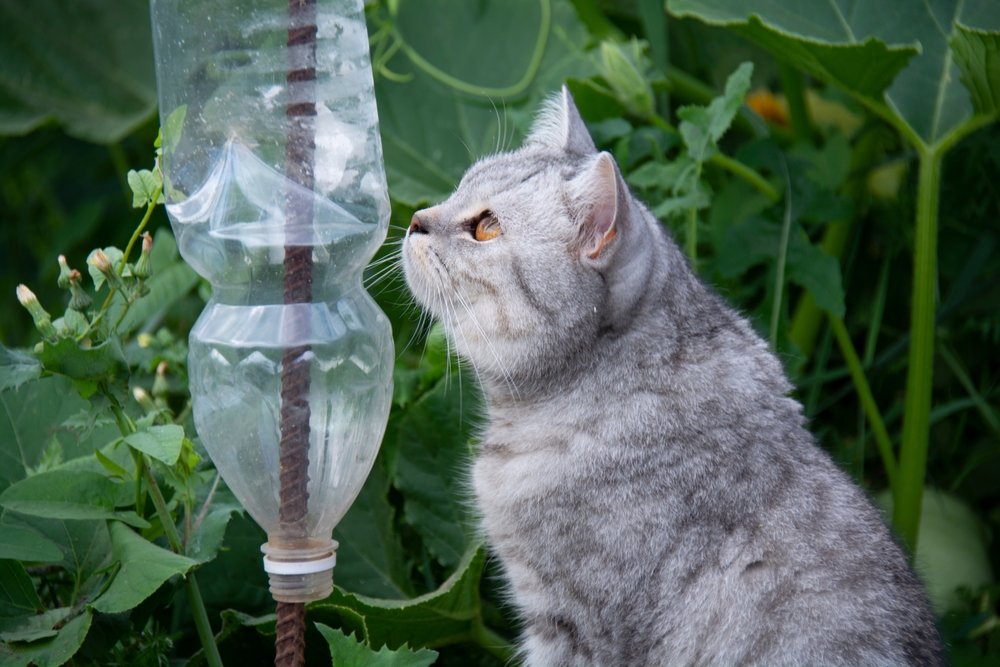 Why Do Cats Like Crinkly Things? 5 Possible Reasons & Risks Catster