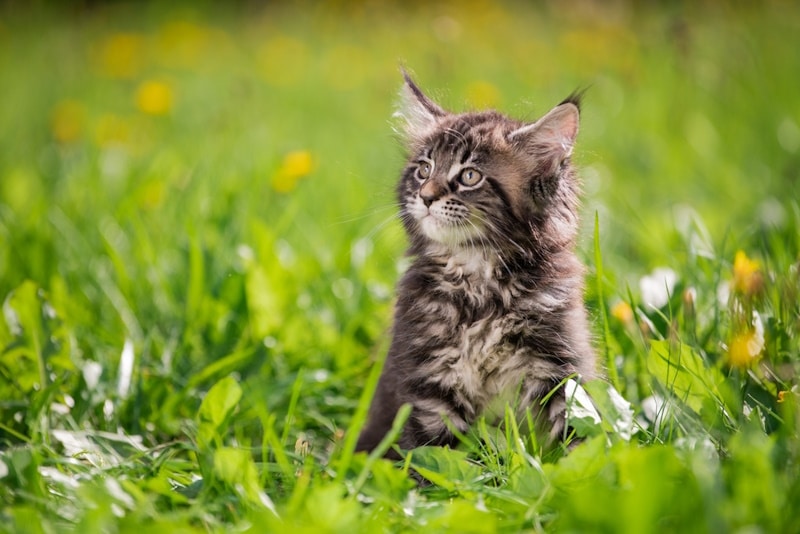 Gray tabby kitten in the grass