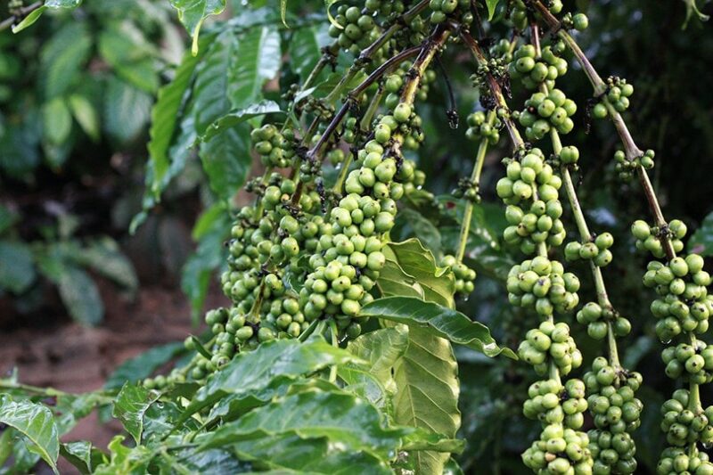 Green Coffee Tree