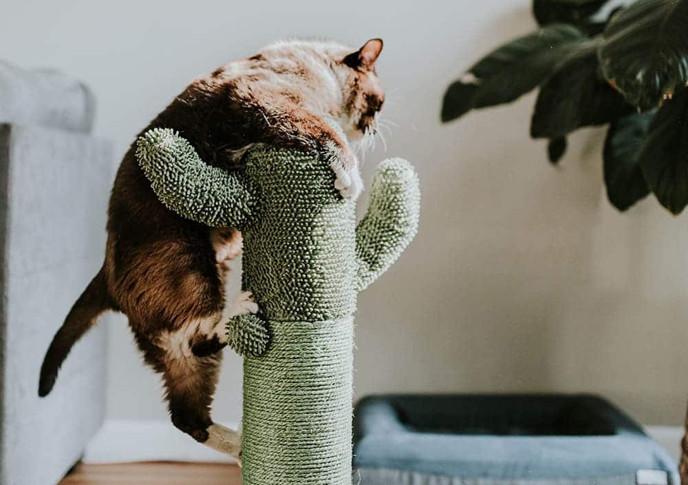 Green cat tree_Chewy_Unsplash