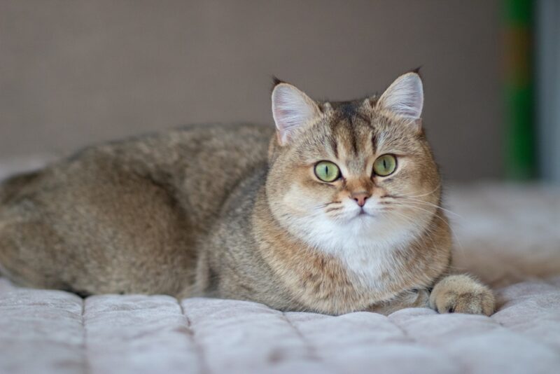 Green - eyed British Shorthair Golden Chinchilla