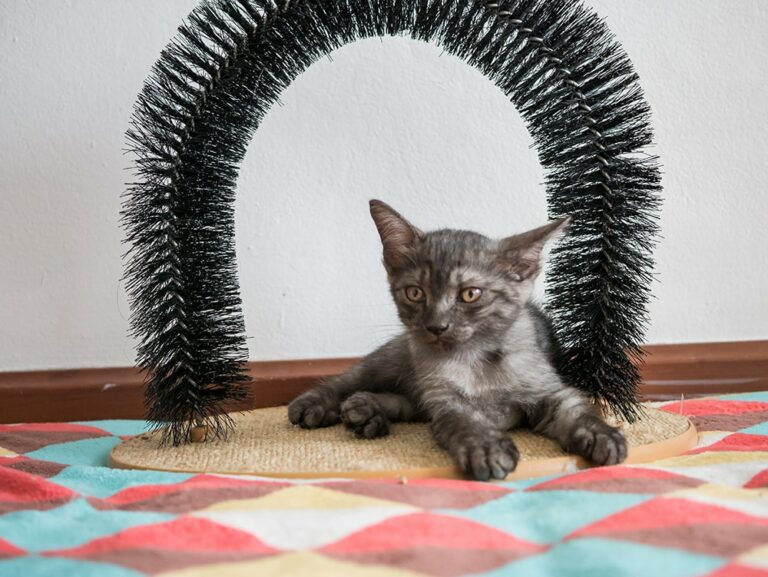 5 Amazing DIY Cat Grooming Arch and SelfGroomer Plans You Can Make
