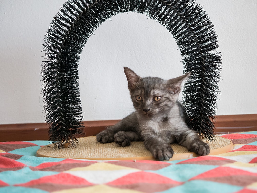 grey british shorthair kiten and fur brushing