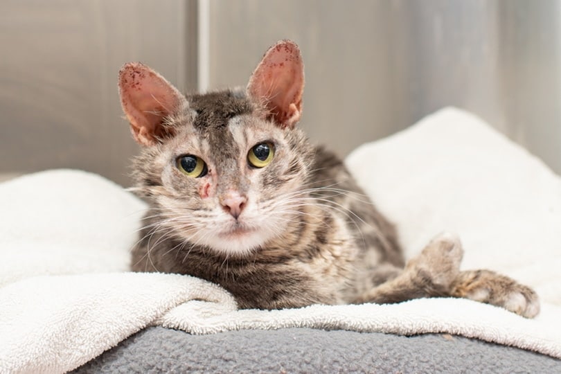 Grey cat with mange