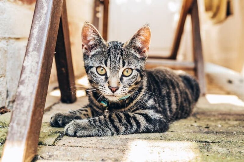 Grey tabby cat with intense golden eyes