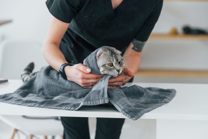 Groomer holding down a cat with a towel