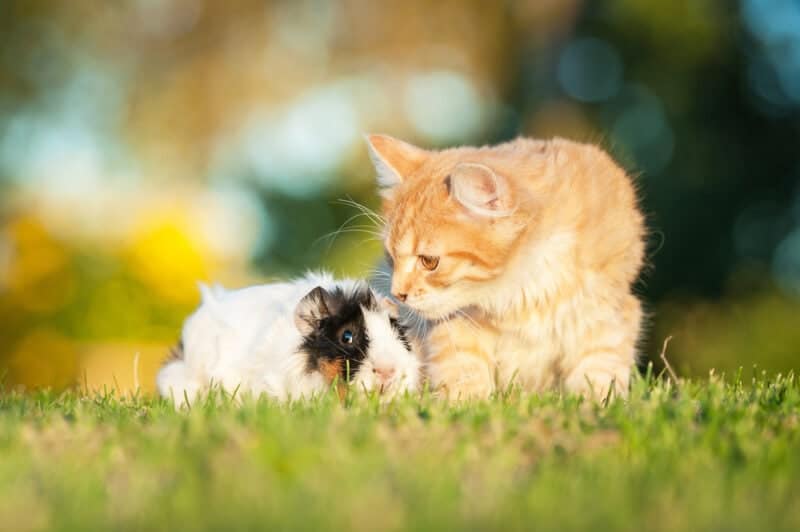 Guinea pig with little kitten Guinea pig with little kitten