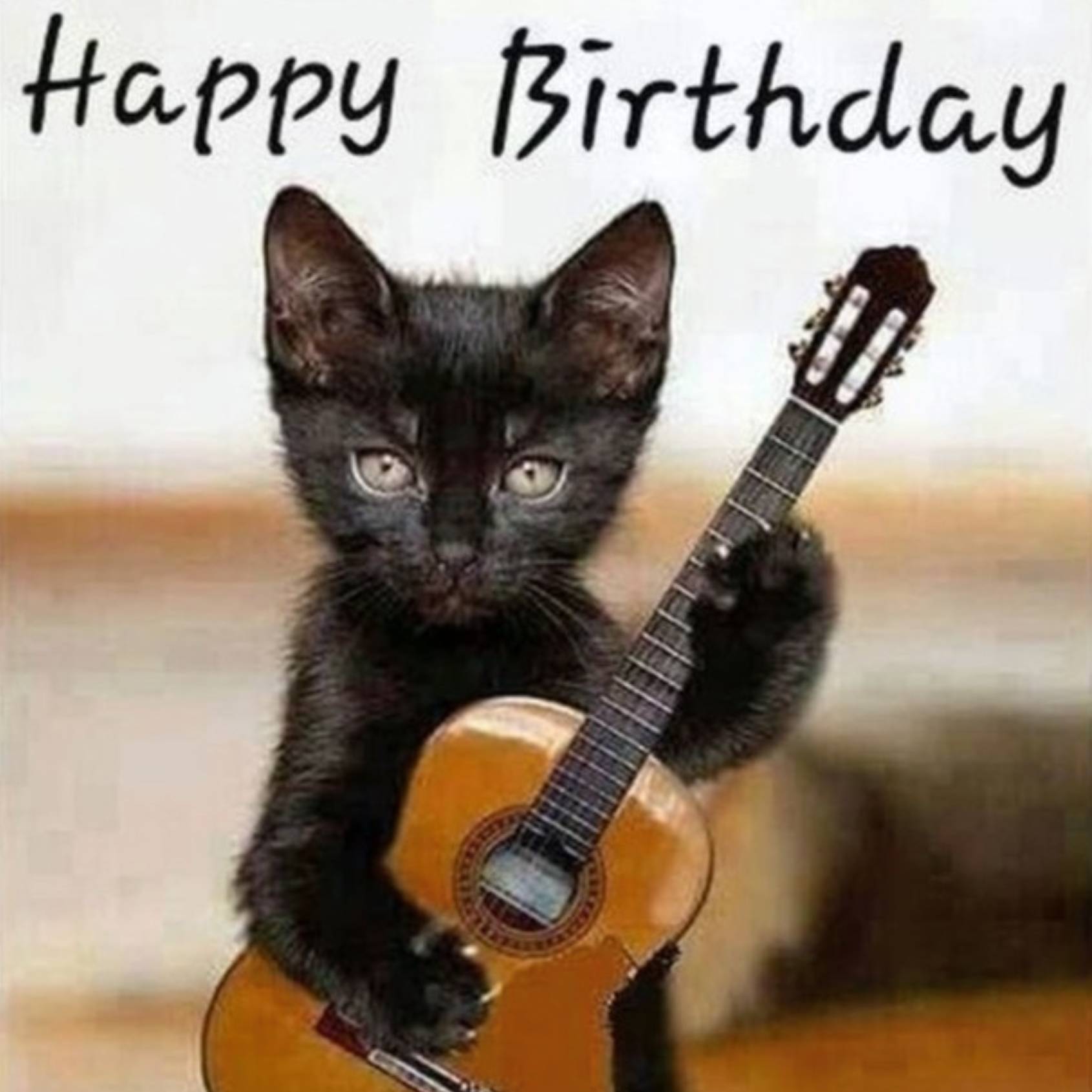 Guitar Kitten