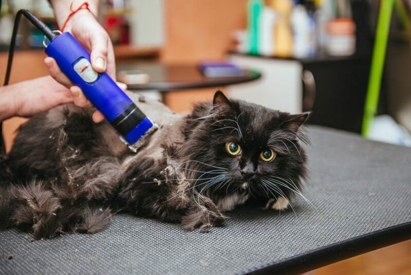 Haircut at the barber's cat