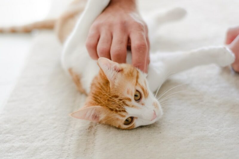 Hands checking cat with lymph nodes