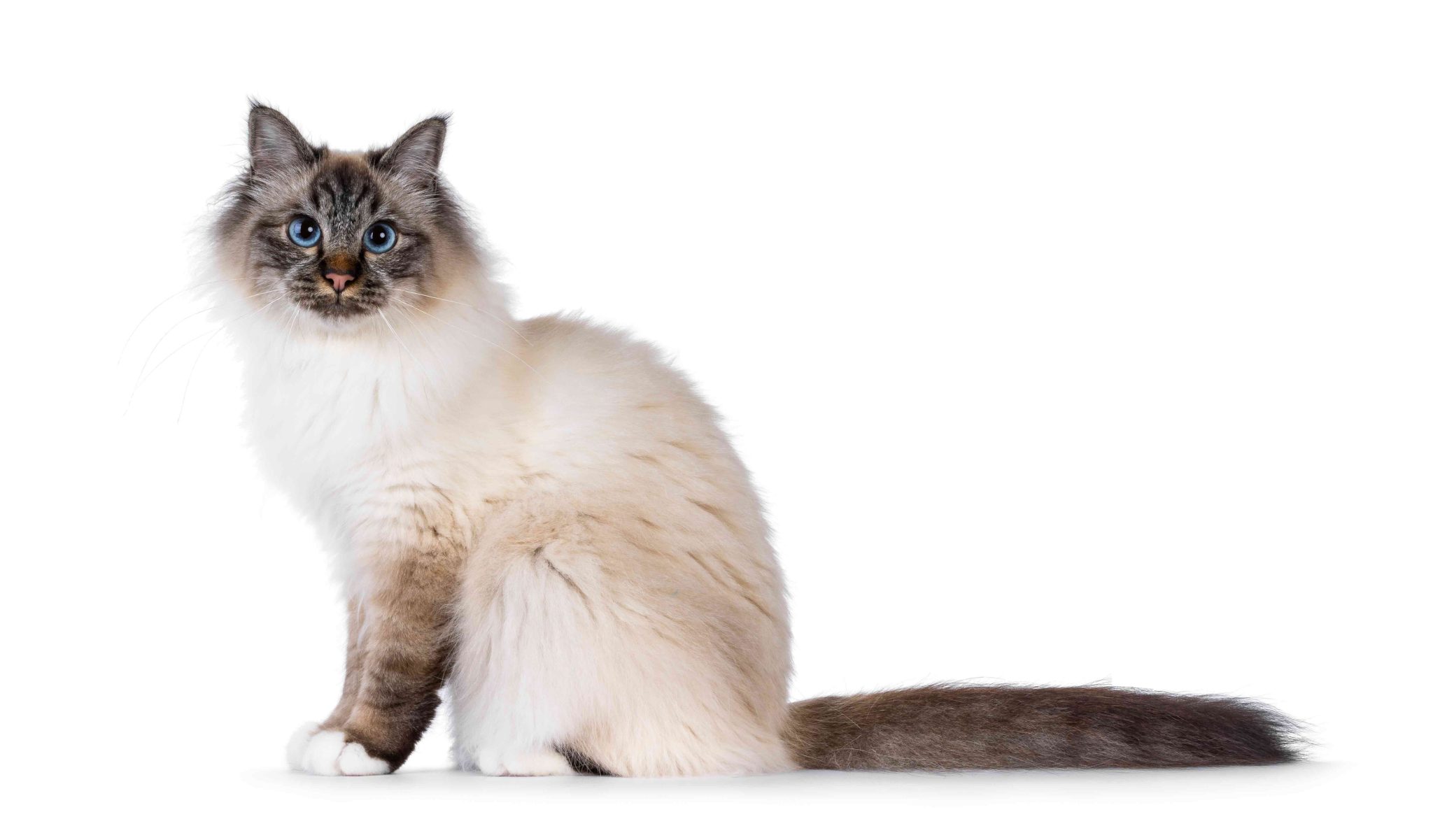 Handsome young adult Sacred Birman cat, sitting up side ways with cute head tilt. Looking towards camera with blue eyes. Isolated on a white background_Nynke van Holten_Shutterstock